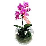 ミニ胡蝶蘭 マイクロ胡蝶蘭 グラスモス 4号鉢植え 1本立て /お中元 ギフトに花のプレゼント 生花 鉢植え 開店祝いに 母の日 父の日 敬老の日 おじいちゃん おばあちゃん