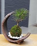 海岸にそびえたつ黒松を飾りませんか【黒松（くろまつ）の苔玉・三日月型　盆栽・苔玉飾り台・器セット】 (敷石の色（白石）)
