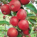 バレリーナツリー（マルス）：メイちゃんの瞳5号ポット*[鉢栽培も可能なクラブアップル][苗木]