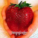 セール！たぐいまれな家宝スーパージャイアント日本赤イチゴ有機種子、100種子/バッグ、甘いジューシーフルーツ、＃WBIXWW