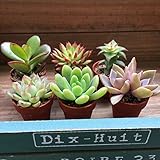 1号6個セット☆多肉植物☆エケベリア☆ガーデニング☆紅葉☆インテリア☆寄せ植え 1号6個セット☆多肉植物☆エケベリア☆ガーデニング☆紅葉☆インテリア☆寄せ植え