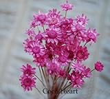 ~Coco Heart~　スターフラワーブロッサム　ストロベリー　50本　（木の実・ドライフラワー）