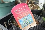 【庭木鉢】　オリーブ　マンザニロ　5寸鉢　　　【送料込価格】