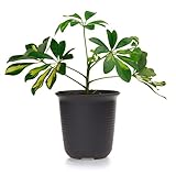 T4U 12CM プラスチックミ二植木鉢 ラウンド 多肉植物 サボテン鉢 フラワーポット プランター容器 ダークブラウン