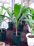 観葉植物 Ti leaf ティーリーフ ティリーフ苗木 7号鉢植え