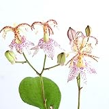 (山野草)ヤマホトトギス(山杜鵑草) 3号(1ポット) 本州・四国限定[生体]