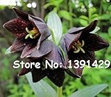 1bag = 100本クラウンインペリアル種子ホームガーデングランドカバー植物種子を成長させるための簡単な5色バイモImperialisプレミア種子