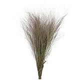 東京堂 ドライフラワー  スモークグラス (30g入り) ナチュラル DE017070