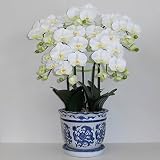 光触媒の胡蝶蘭 鉢植え 造花 Mサイズ-5本立 H70cm(白/花弁・黄-青のデザイン鉢)