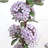 ブッドレア：アルテニフォリア4号ポット[ライラック色の素晴らしい花が枝垂れ咲く品種] ノーブランド品