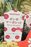 花苗　まとめ買い　サントリーフラワーズ　ボンザマーガレット　チェリー　3ポットセット　3.5寸苗　送料込価格