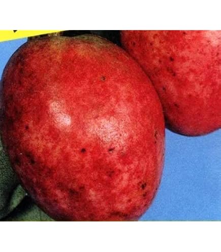 Amazon | あけび苗木 五つ葉アケビの苗木 13.5cmポット苗 1年生 | 果物