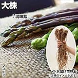 国華園　山菜苗　アスパラガス　大株満味紫アスパラガス　5株【※発送が国華園からの場合のみ正規品です】