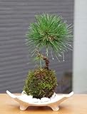 置くだけで温かみを感じるモダンな苔玉【黒松の苔玉・信楽焼白三つ足器・敷石セット】 (白石)