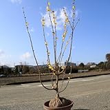 庭木：満月ロウバイ（満月ろうばい）　根巻き　大株！　樹高：約120ｃｍ　全高：約140ｃｍ　ヤマト便大型商品発送！