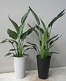 ストレリチア　レギネ（ゴクラクチョウカ）　２株植え（６号）