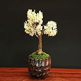 ミニ盆栽：さくらんぼ/サクランボ　桜桃（信楽焼小鉢)*　観てよし！食べて良し！