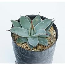 Amazon.co.jp: アガベ・パリー・フワチューケンシス