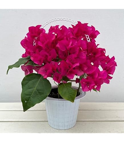 Amazon｜ブーゲンビリア エンジェルオレンジ｜観葉植物 オンライン通販