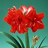 アマリリス八重咲き大球：レッドピーコック1球[春植え球根・豪華な花姿が楽しめる！] ノーブランド品