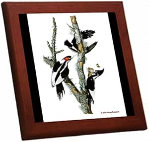 Amazon アメリカハシジロキツツキの木枠付きフォトタイル 世界の野鳥シリーズ B インテリア オンライン通販