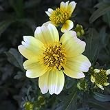 ウインターコスモス（ビデンス）：イエローキューピット3号ポット 6株セット ノーブランド品