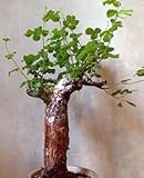 Commiphora edulis var boiviniana - Caudiciform - 1 seeds