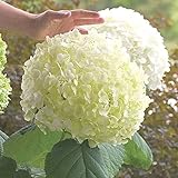 アナベル苗 紫陽花 白色アナベル 花 オンライン通販