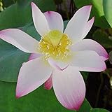 10個入りホワイトボウルハスの種庭水生植物