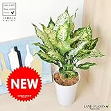 LAND PLANTS 【観葉植物】 ディフェンバキア・コンパクタ （シンプルプラ鉢セット ）