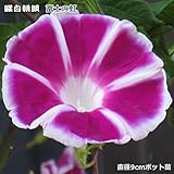 朝顔 苗 曜白朝顔 富士の紅 9cmポット苗