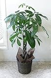 観葉植物 (鉢カバー付き)パキラ 7号