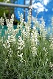 ハーブ 白花 トルーラベンダー （ブルーマウンテンホワイト） 【3号ポット苗】宿根草 苗 多年草 耐寒性