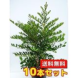 【ノーブランド品】 ハマヒサカキ 樹高0.5m前後 15cmポット 【10本セット】