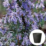 ローズマリー 立性 栽培 セット / ハーブ / 軽量 プラスチック 鉢 プランター / ダークブラウン