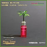 【ミニチュア観葉植物】「ピコツリー　ナギの木」コスメ感覚ミニボトル「コスメリーフ　10月誕生石色　トルマリン」付き　【土なし　清潔　水やり簡単　セラハイト】　　「NHK大河ドラマ　女城主　直虎」で「愛