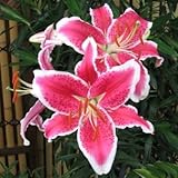 オリエンタルユリ球根　スターファイター　１球入