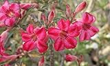 40 Fresh seedsアデニウム アラビカム オベスム 砂漠のバラ種子(40粒)塊根植物種子Adenium obesum Desert Roses seeds no298-Tiger-rose