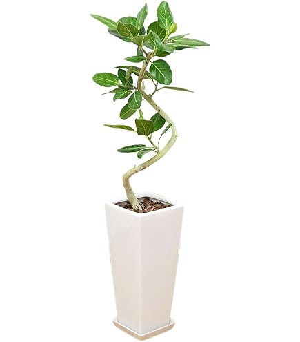 Amazon｜フィカス・ベンガレンシス曲がり 観葉植物 樹形綺麗 幹太 高さ