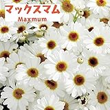 マックスマム：ホワイト3.5号ポット 2株セット ノーブランド品
