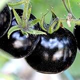 トマトの種リコペルシカムの種トマトの種子健康的なおいしい黒100個/袋食物栄養