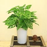 【観葉植物】マドカズラ／窓葛