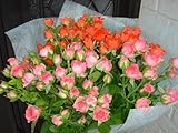 記念日に色お任せスプレーバラ２０本およそ100輪の花束 ラッピング、カード無料