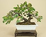 いよじ園 【】 杜松 / トショウ 山取木 貴風盆栽 （松柏盆栽 いよじ園）