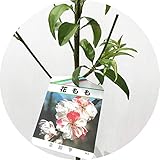 花桃 苗木 立源平（咲き分け） 12cmポット苗 たちげんぺい はなもも 苗 ハナモモ