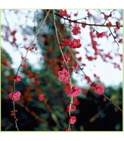 Amazon | しだれ梅 白 八重咲きの白の 枝垂れ梅苗 | 植木