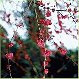 花梅の苗木 しだれ梅(赤花)