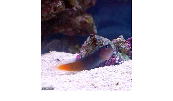Amazon 海水魚 フタイロカエルウオ １匹 北海道 九州航空便要保温 Charm チャーム 観賞魚 水中生物 通販