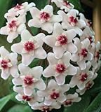 Hoya carnosa White - Hindu rope - Wax plant - 10 seeds