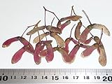 【モミジ・カエデの種】オオサカズキ＜大盃＞ 種子20粒 Osakazuki Japanese maple 20 seeds ～ 国内仕入れ品 ～